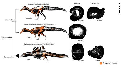 Die Forscher untersuchten die Knochendichte ausgestorbener Tiere und Fauna. 