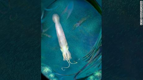 Das 328 Millionen Jahre alte Fossil eines Oktopus-Verwandten hat noch Saugnäpfe an den Armen