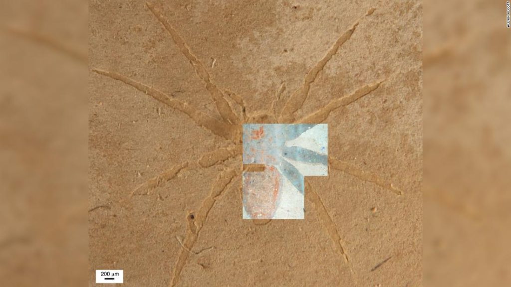 Wissenschaftler enthüllen das Geheimnis, wie sich Spinnenfossilien bilden