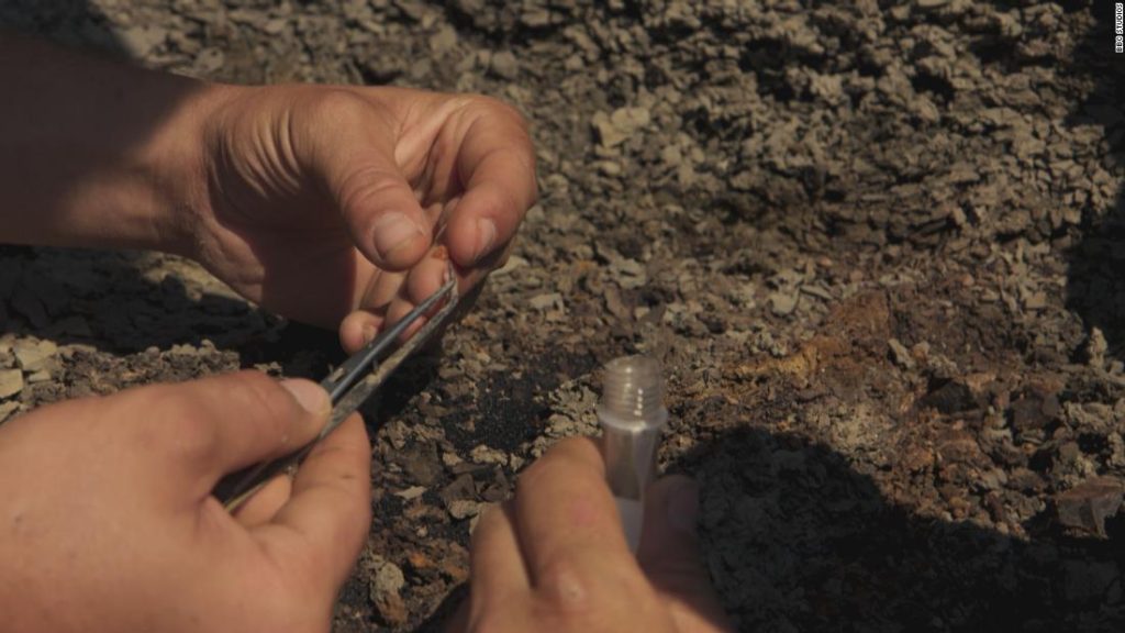 Ein Teil des Asteroiden, der die Dinosaurier tötete, wurde möglicherweise in Bernstein gefunden