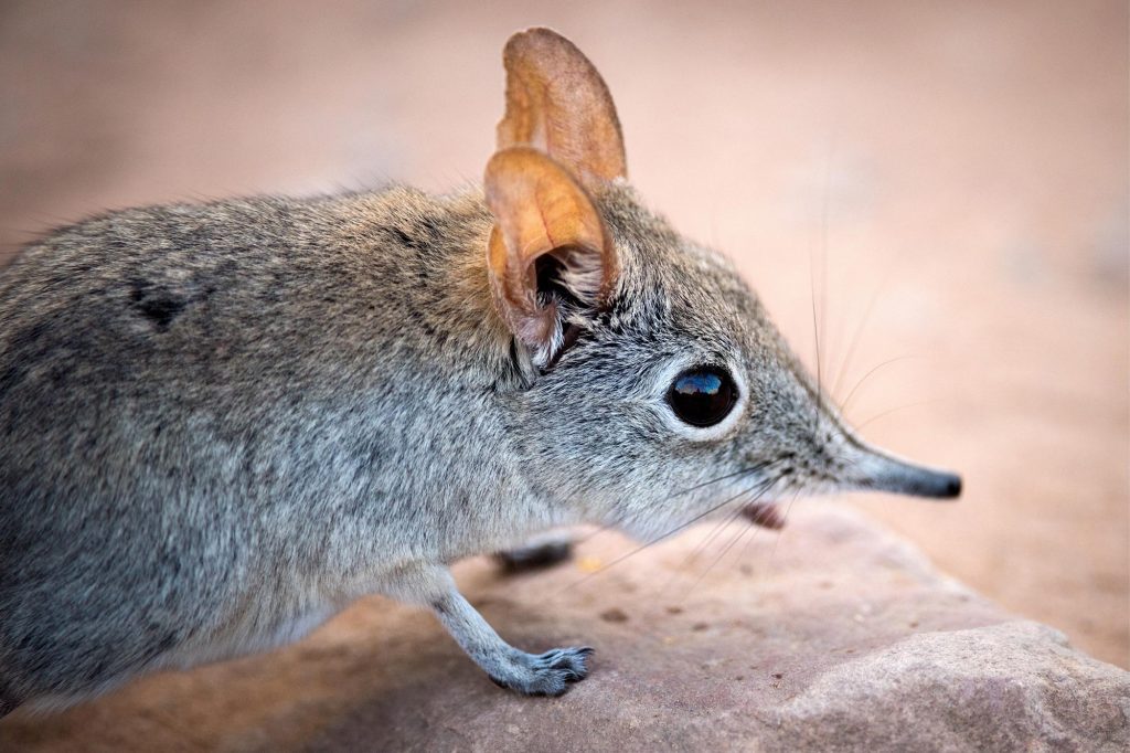 Die meisten unserer Evolutionsbäume können falsch sein