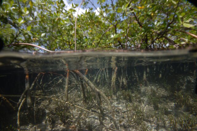 Ansichten von Probenahmestellen zwischen Mangroven im Archipel von Guadeloupe in der französischen Karibik, April-Mai 2022. 