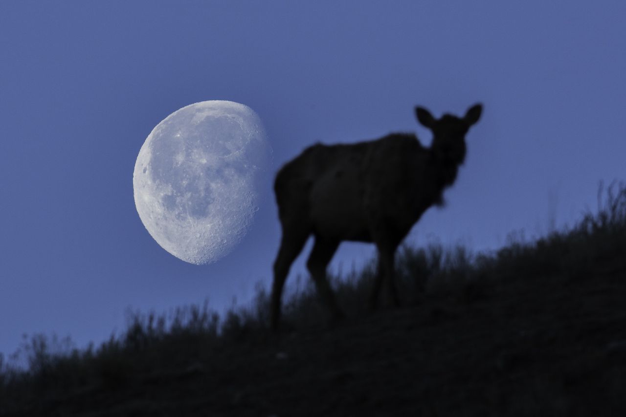 Juli Vollmond - Buck Moon