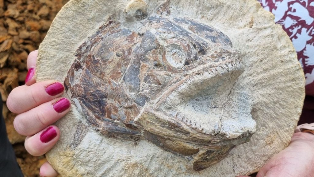 „So etwas habe ich noch nie gesehen“: Fischfossilien aus der Jurazeit, die auf einer britischen Farm gefunden wurden