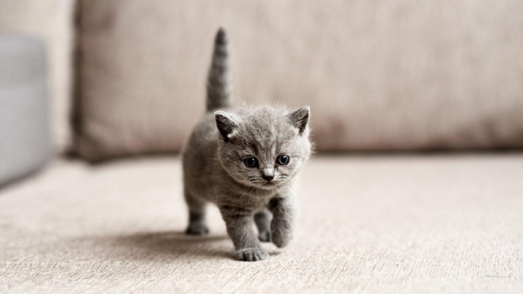 Wenn Sie jemals im Besitz einer Katze waren, möchten Wissenschaftler von Ihnen hören
