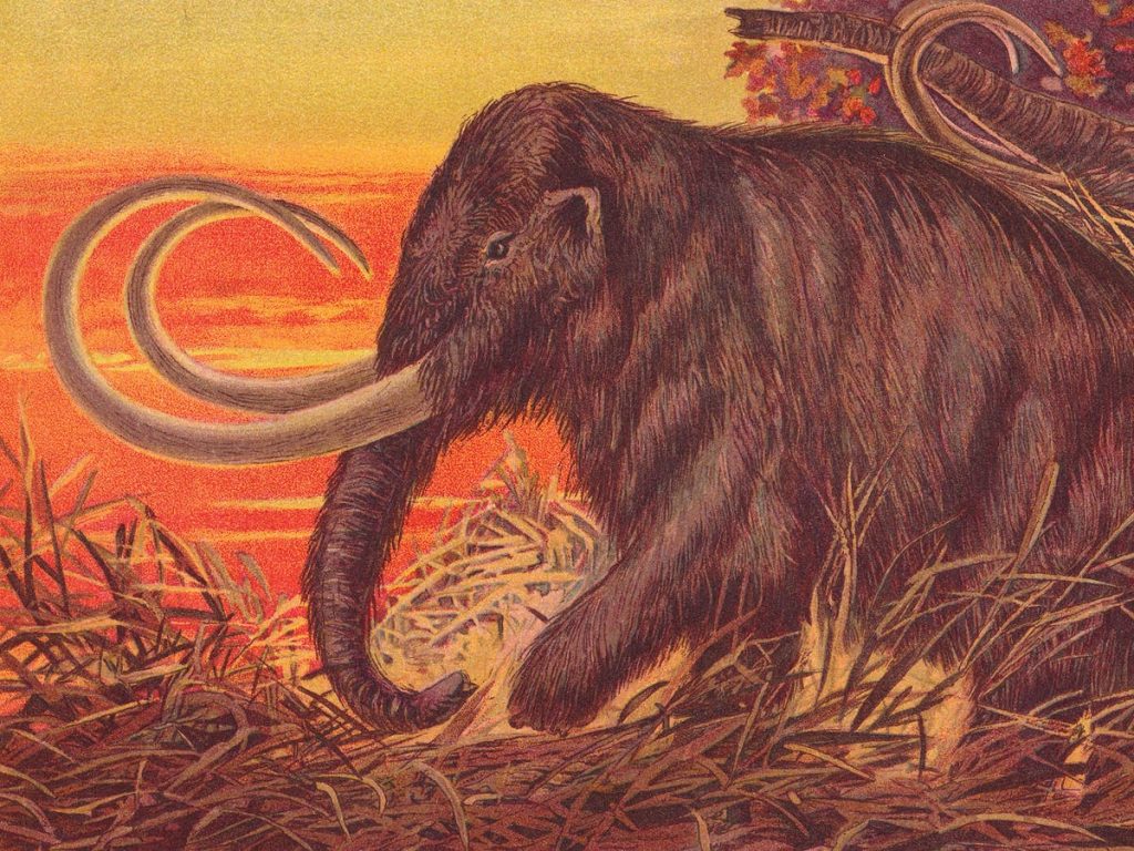 Das wollige Mammut ist zurück.  Sollen wir sie essen?