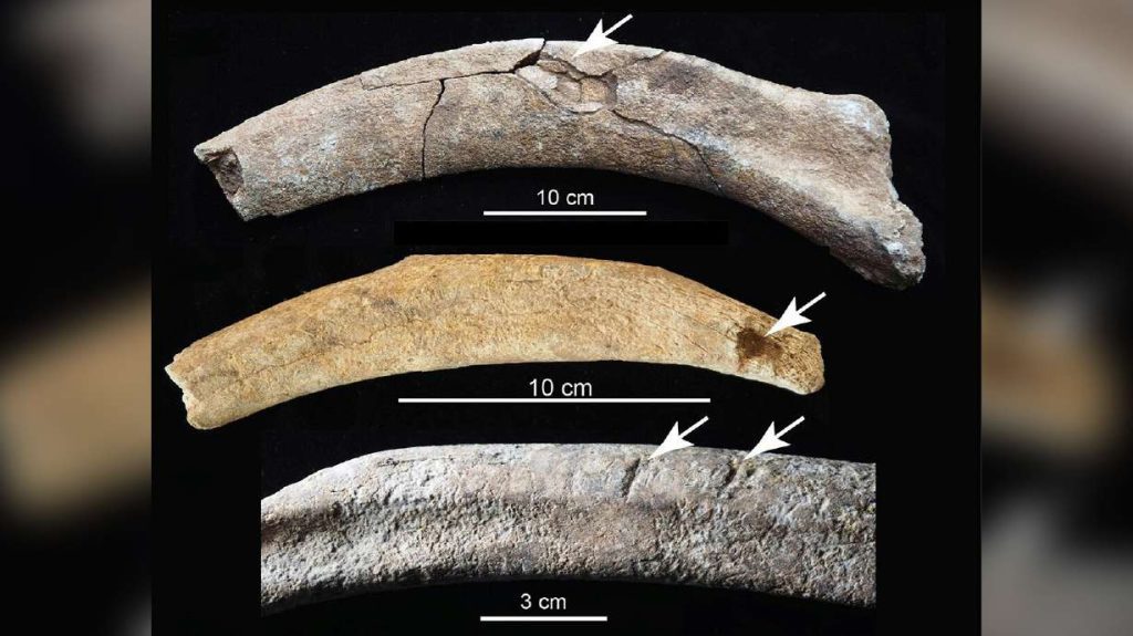 Entdeckung im Hinterhof von Paläontologen enthüllt Hinweise auf frühe Menschen in Nordamerika
