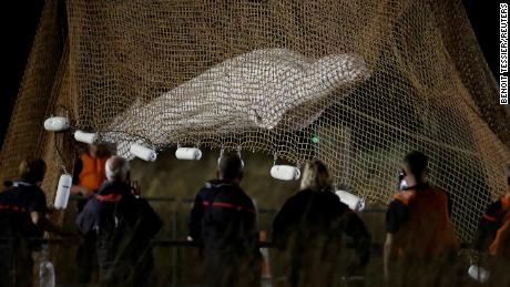 Ein Beluga-Wal, der aus der Seine gerettet wurde, wurde nach Angaben der französischen Behörden während des Transports eingeschläfert