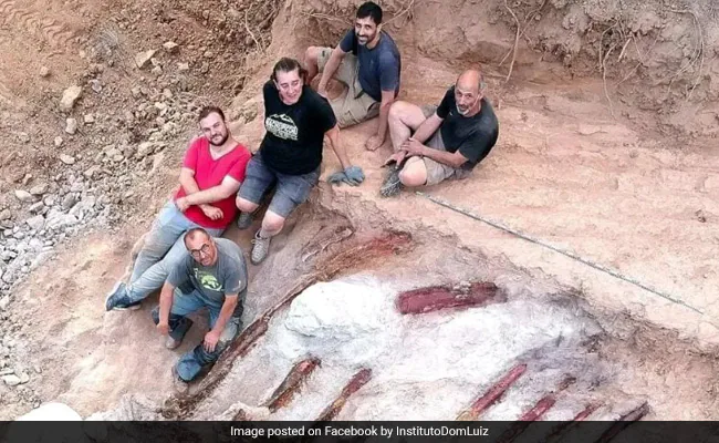 In Portugals Hinterhof gefundenes Dinosaurierskelett könnte Europas größter Fund aller Zeiten sein: Bericht