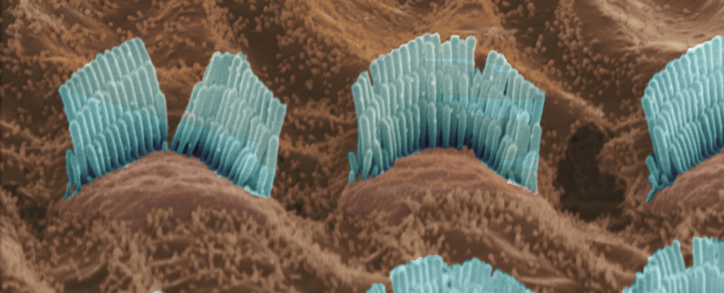 Schließlich haben Wissenschaftler einen molekularen Schlüsselmechanismus hinter dem menschlichen Gehör entwickelt: ScienceAlert