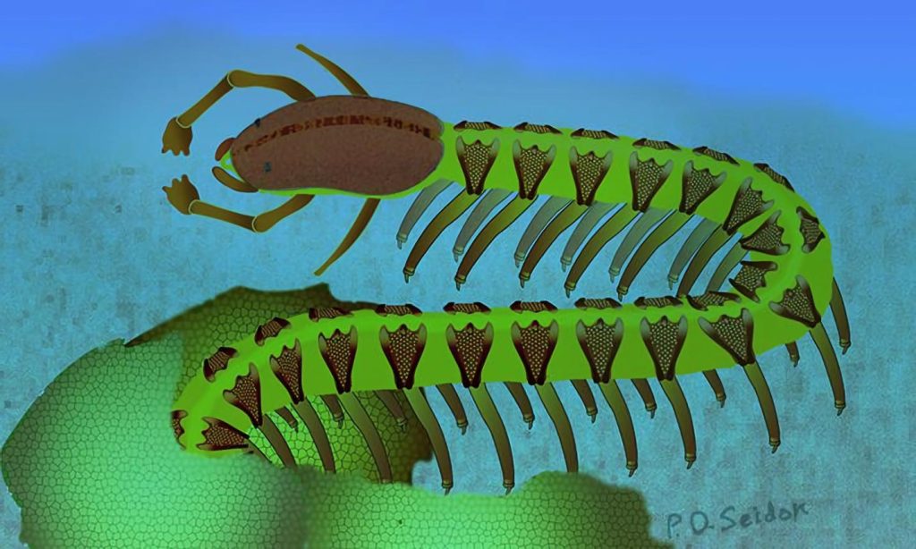 Wissenschaftsbücher falsch?  525 Millionen Jahre altes Fossil widersetzt sich allgemeiner Erklärung für die Evolution des Gehirns