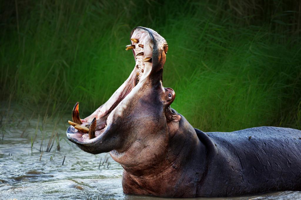Ein Nilpferd verschluckt und scheidet einen zweijährigen Jungen in Uganda aus
