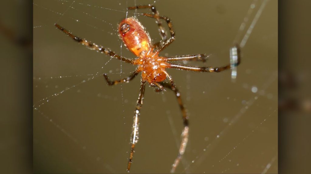 Spinnen jagen Hunderte von Beutetieren
