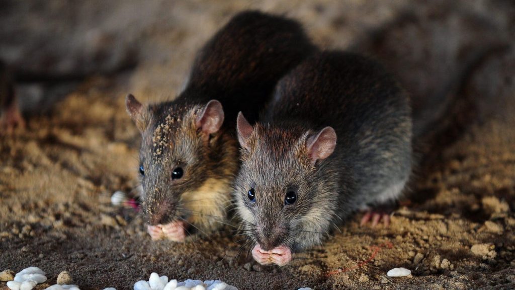 Wie die Gen-Editierung die ausgestorbene Weihnachtsinsel-Maus wiederbeleben könnte