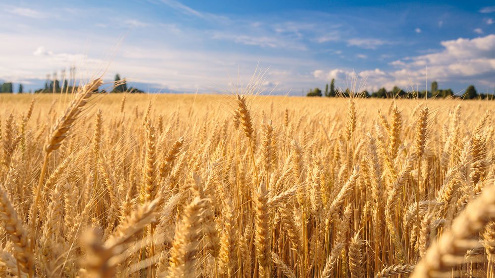 Mosaik- und Nährstofferträge gemischt, aber Düngemittelaktien springen von der großen Unterstützung ab