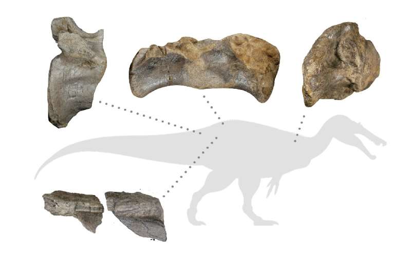 Die am besten erhaltenen Knochen eines Spinosauriers aus weißem Stein, einschließlich des Schwanzwirbels, der half, seine gigantische Größe zu bestimmen