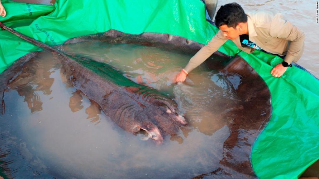 Der größte Süßwasserfisch der Welt, der 660 Pfund schwere Stachelrochen, wurde in Kambodscha gefangen