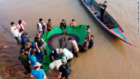 Wissenschaftler und Beamte aus Kambodscha und den USA messen am 14. Juni in der nordöstlichen Provinz Stung Treng in Kambodscha einen riesigen Süßwasserrochen. 