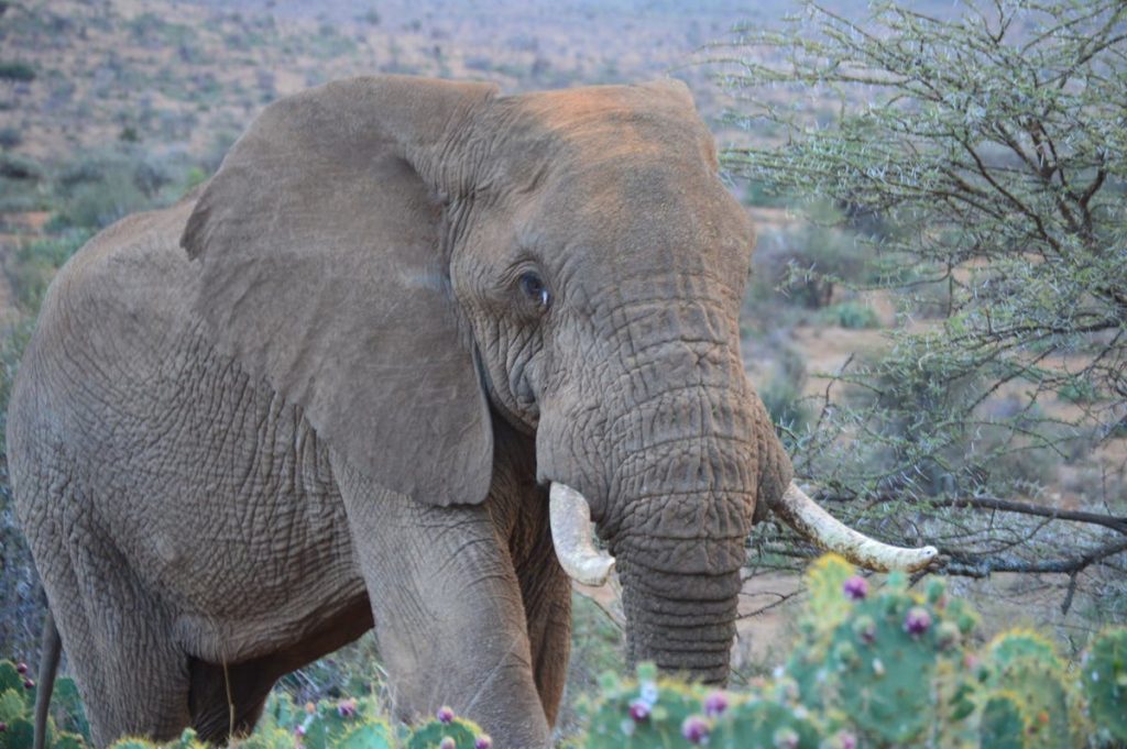 Ein Elefant tötet eine ältere Frau und tritt dann zurück, um ihren Körper bei einer Beerdigung in Indien zu zertrampeln