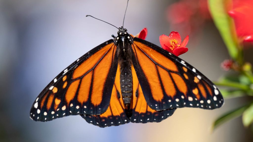 Der Monarchfalter wurde in die Rote Liste der bedrohten Arten der Weltnaturschutzunion aufgenommen