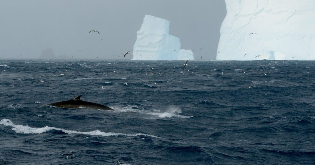 Studie zeigt, dass Finnwale in antarktische Gewässer zurückkehren