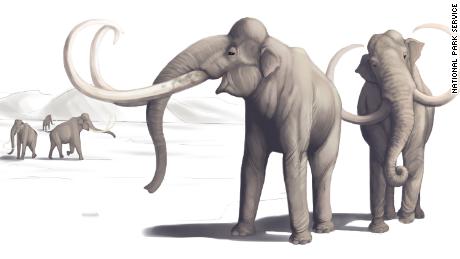 Diese Illustration zeigt, wie ein Mammut vor Tausenden von Jahren aussah.