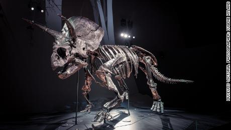 Begrüßen Sie Horridus, eines der vollständigsten Triceratops-Fossilien, die auf der Erde gefunden wurden