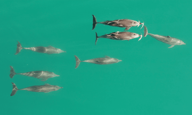 Sechs männliche Große Tümmler mit einem Weibchen.