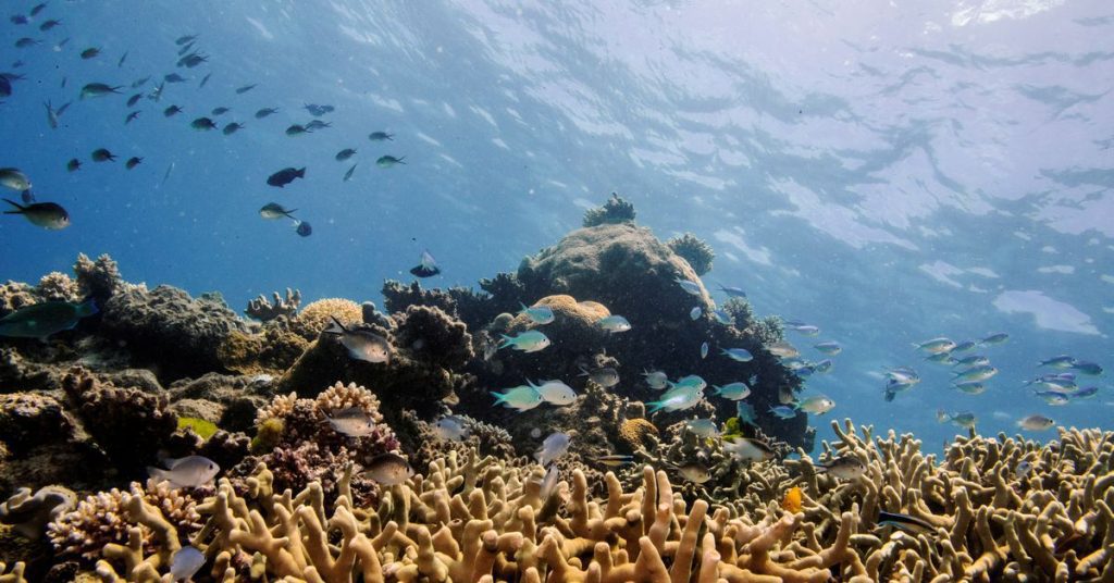 Teile des australischen Great Barrier Reef weisen die höchste Korallenbedeckung seit 36 ​​Jahren auf