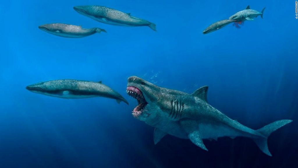 Wissenschaftler sagen, dass das ausgestorbene Super-Raubtier Megalodon groß genug war, um Orcas zu fressen