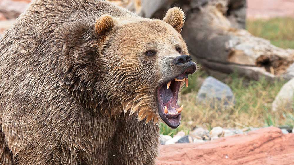 Dow Jones trifft heute nach Leerverkäufen auf den Bärenmarkt;  Was machst du jetzt