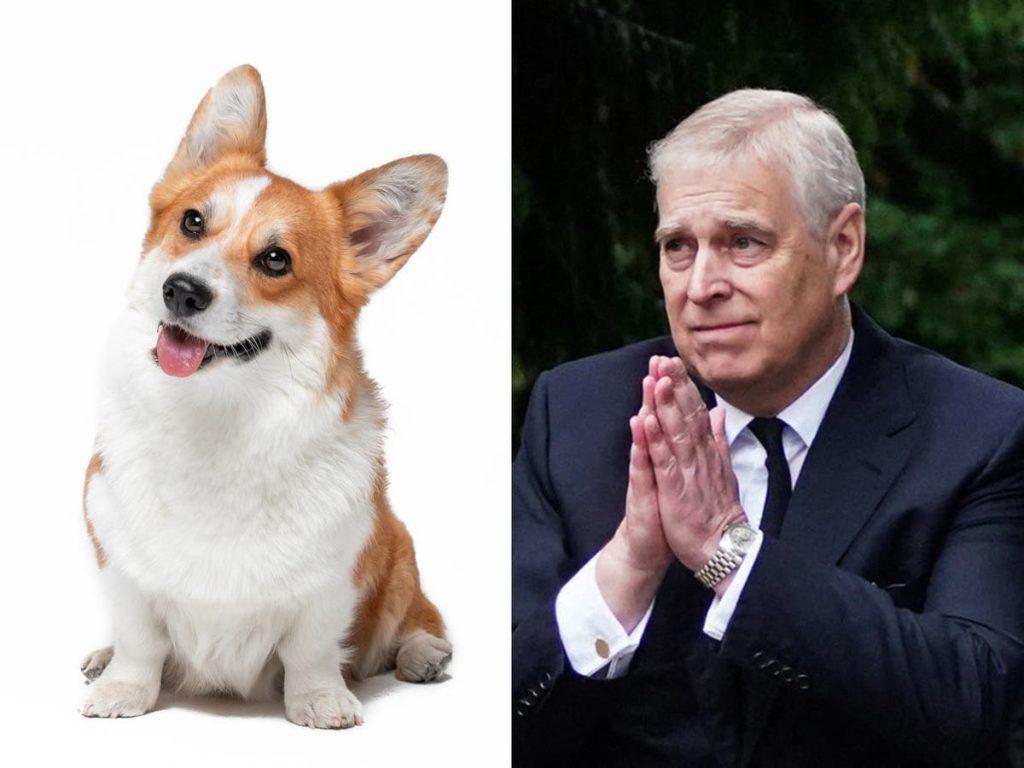 Queens Corgi: Prinz Andrew und Sarah Ferguson nehmen die königlichen Hunde mit