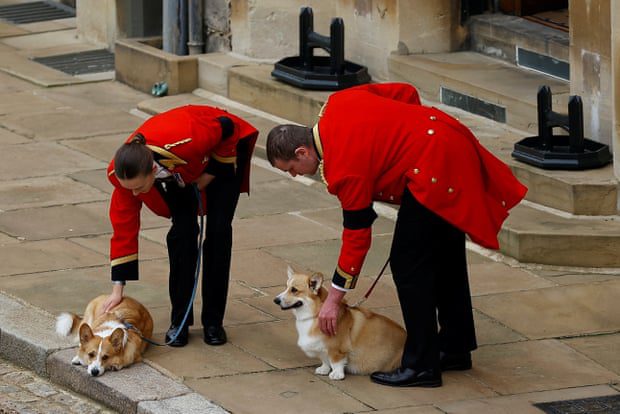 Royal Corgis erwarten die Prozession.