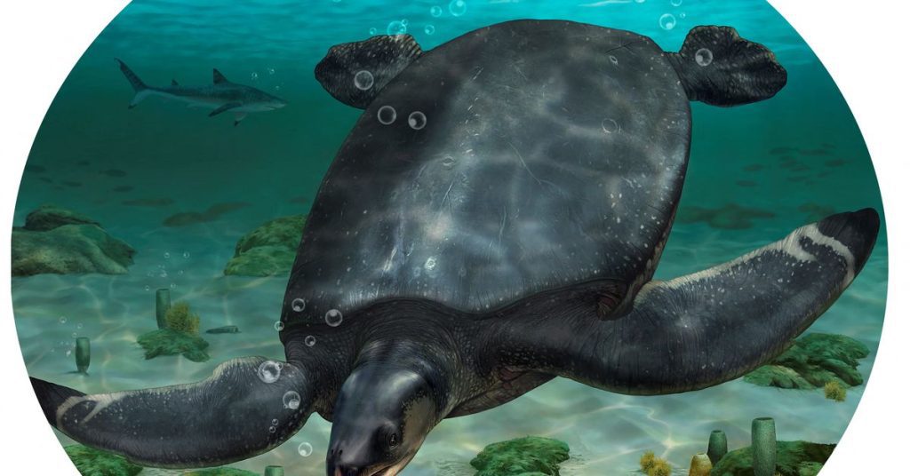 Fossilien einer autogroßen Meeresschildkröte aus der Zeit der Dinosaurier wurden in Spanien entdeckt