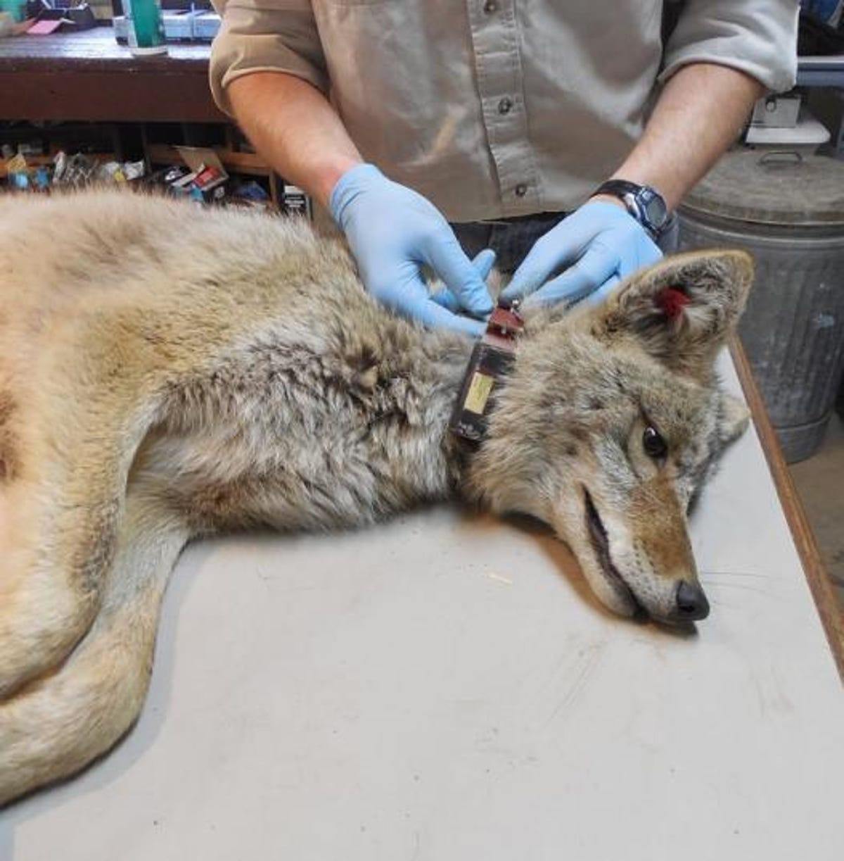 Ein behandschuhter Forscher legt einem auf der Seite liegenden Wolf ein Halsband an.