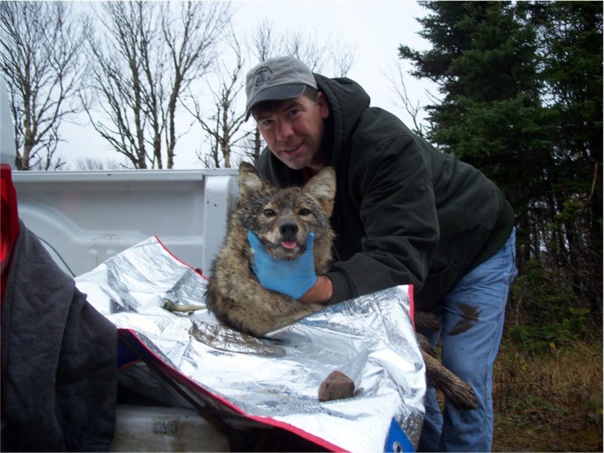 Gert steht da und hält ein Wolfsmaul.  Das Tier sieht ziemlich niedlich aus.